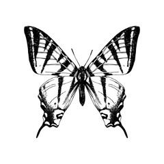 Hand drawn western tiger swallowtail butterfly