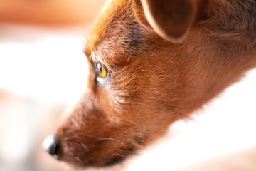 cute dog paying attention to something out of frame - close up