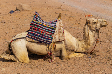 Dromedary from the Sinai Peninsula. Arabian camel (Camelus dromedarius). The animal is used by...