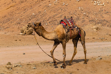 Dromedary from the Sinai Peninsula. Arabian camel (Camelus dromedarius). The animal is used by...