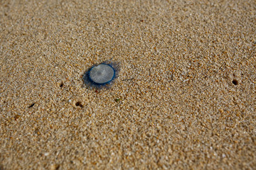 Fototapeta na wymiar Blue Button Jellyfish (Porpita porpita) on the beach