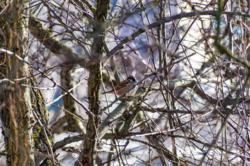 nature, tree, branches, blue, sky, weather, brown, clear, Sunny, day, winter, spring, cold, frost, natural, texture, background, blurred, large plpn, lot, set, organic, season, cloudy, fresh, air, win