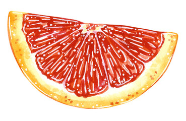Half slice of grapefruit. Cartoon style. Hand drawn watercolor illustration isolated on white.