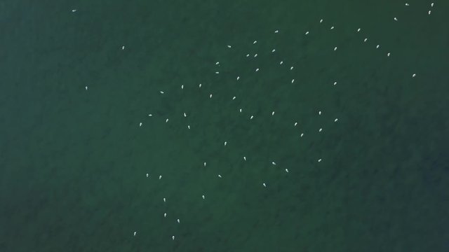 Seaguls swimming in seawater, drone topdown rising