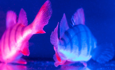 Obraz premium Perch fish fins in blue and pink color