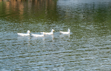 A bunch of white ducks on the green Lake
