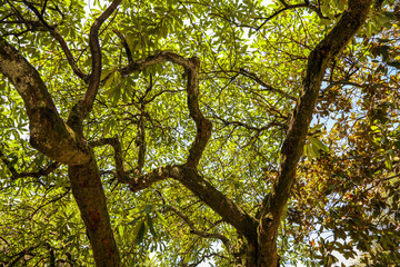 Green leaves on a tree in a summer park