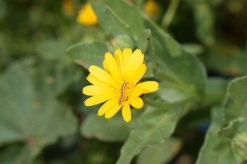 Gusano sobre flor