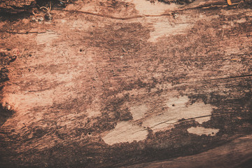 wood texture background