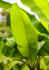 Big green leaves on banana © schankz
