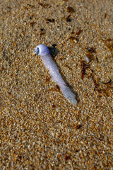 closeup of purple sea snails (Janthina janthina) on the beach