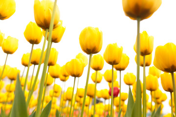 Yellow tulips in the park as background