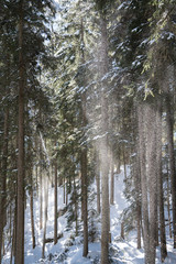 Fototapeta premium Schnee fällt im Wald