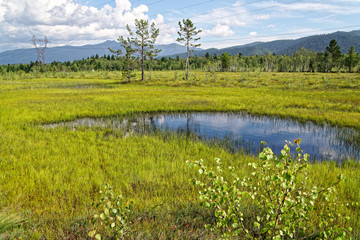 Meadow and marsh