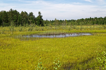 Meadow and marsh