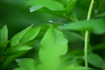 Dragonfly