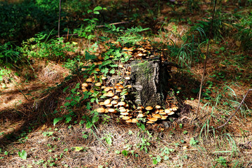 mushrooms on tree stump