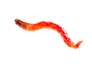 Red worm moth on white background