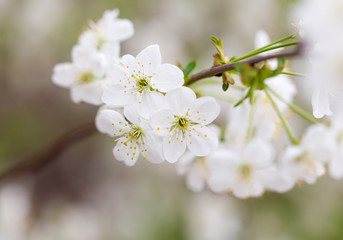 Flowers on the branches of cherry in spring