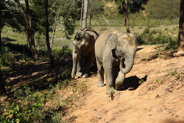 Éléphants en promenade 
