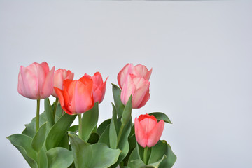 Pink tulip flowers
