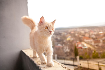 Fototapeta na wymiar Little white cat on the balcony.