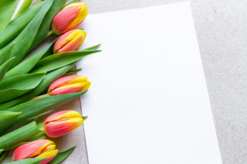 Yellow and red tulips next to white empty paper