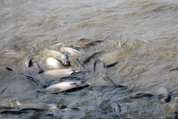 Fische im Fluß Chao Praya in Bangkok