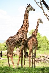 Naklejka na ściany i meble Jirafas acoplando en el Parque Nacional de Mikumi en Tanzania, África del Este.