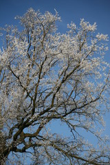 Natur