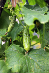organic green pepper and cucumber garden