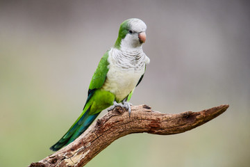 Parakeet,in jungle environment, La Pampa, Patagonia, Argentina