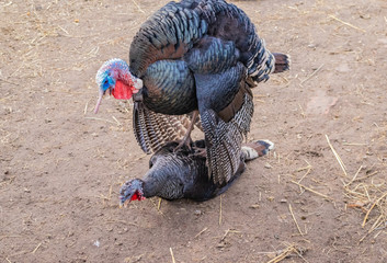 Male mates with turkey, in spring in the season of love, on the ground