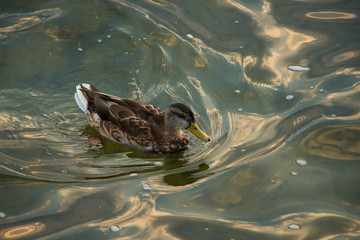 Ente schwimmt auf dem See