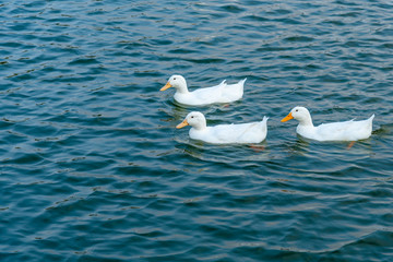 A bunch of white ducks on the green Lake