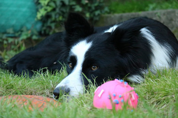 Primo piano di un border collie sdraiato nel prato con i suoi giochi, animali e attività all’aperto