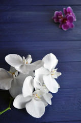 White phalaenopsis branch on the blue table