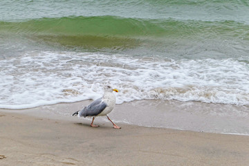European herring gull (Larus argentatus) walking in water of baltic sea