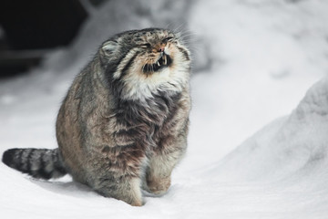 but severe fluffy and angry wild cat manul threateningly pulling out its fangs - 254901361