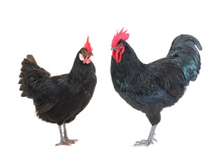 black hen and cockerel on a white
