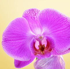 pink orchid on yellow background