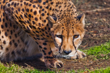 in ambush lies  a cheetah with an orange skin, lit by the sun on a green spring grass,