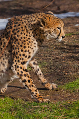 cheetah with orange skin, lit by the sun rises from the green spring