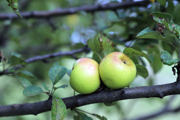 organic red apple orchard