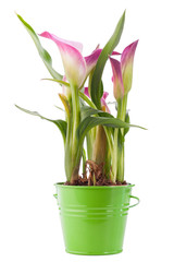 Calla flower in green pot