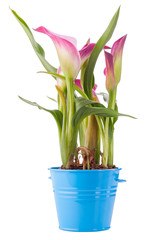 Calla flower in blue pot