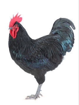 black rooster australorp (Gallus gallus) with dark green plumage