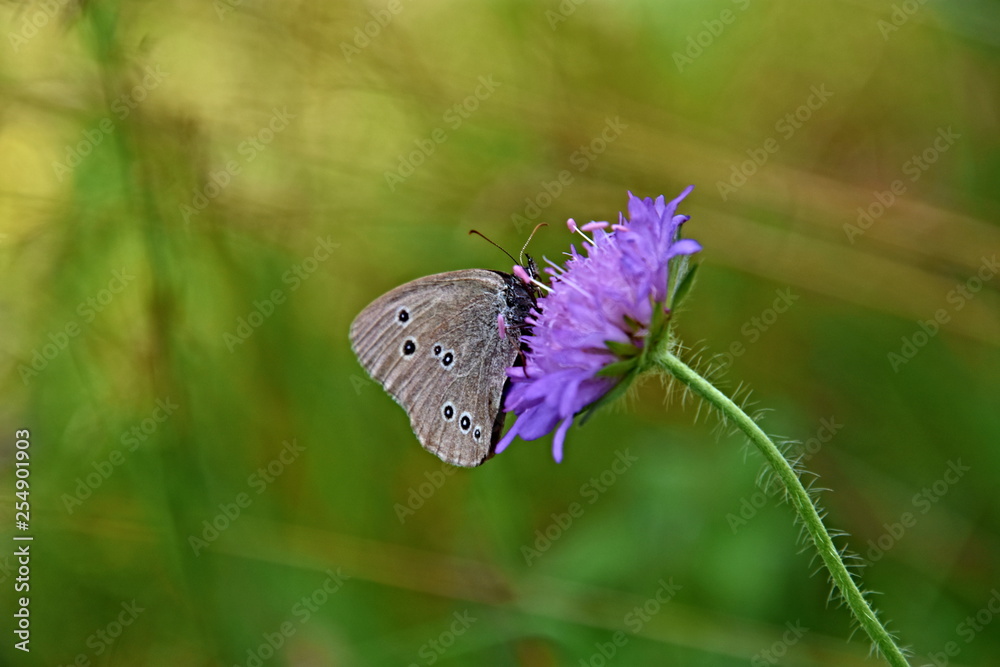 Wall mural butterfly, beautiful animal hatched from an ugly caterpillar, frame in summer