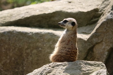 Fototapeta premium meerkat