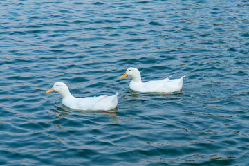 A bunch of white ducks on the green Lake